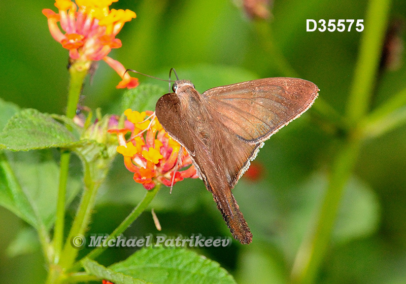 Plain Longtail (Urbanus simplicius)